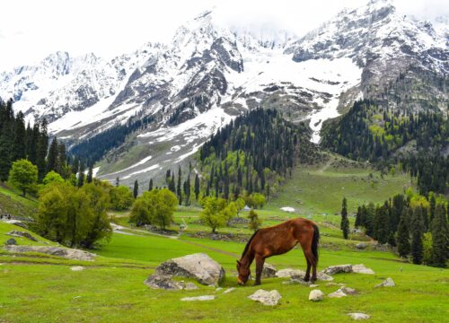 Camping in Sonamarg