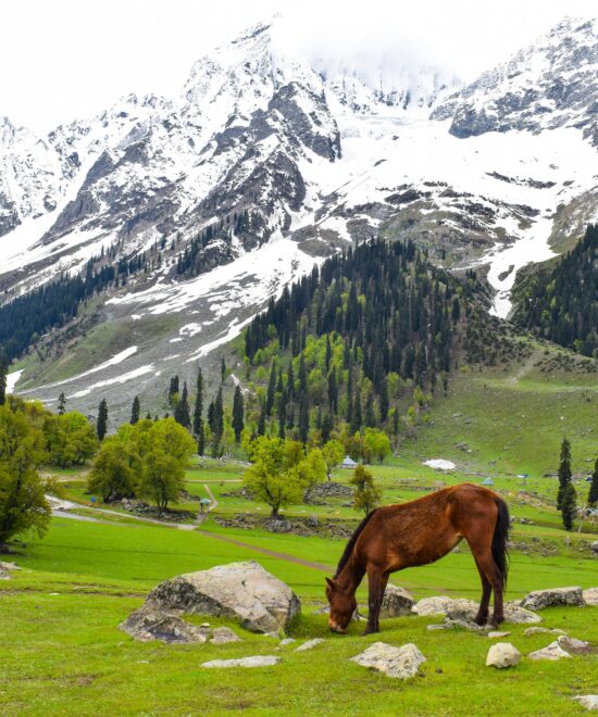 Camping in Sonamarg