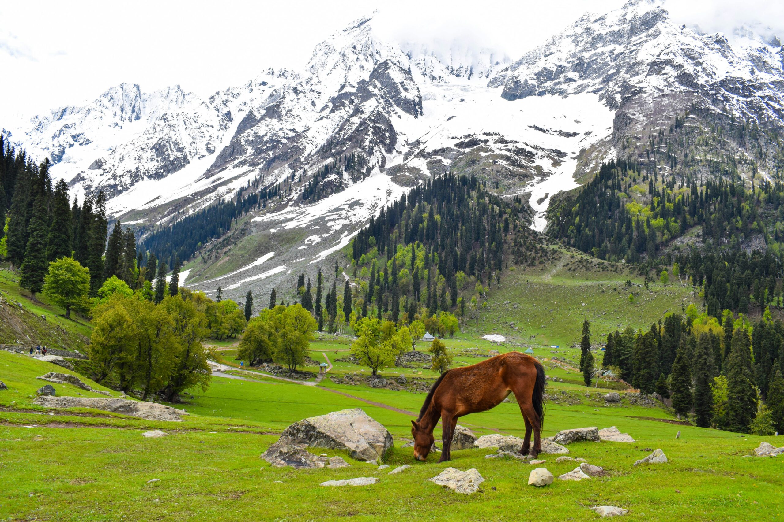 Camping in Sonamarg